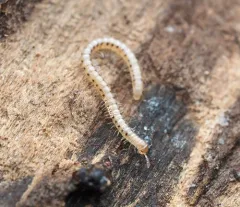 Palm Millipede thumbnail 2