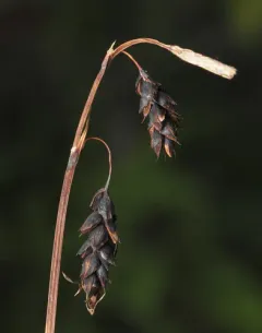 Several-flowered Sedge thumbnail 2