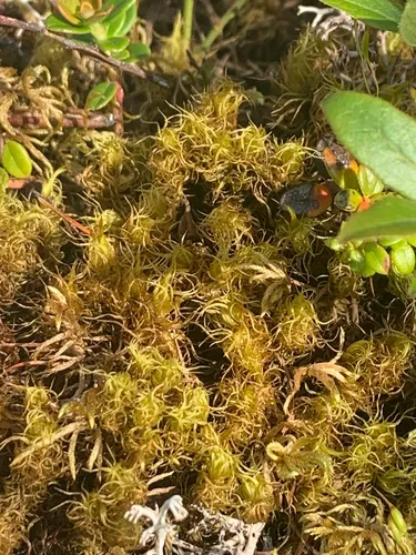 Dicranum brevifolium