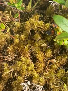 Dicranum brevifolium thumbnail 1