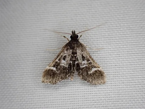 Pied Shawl Moth