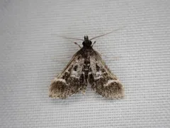 Pied Shawl Moth thumbnail 1