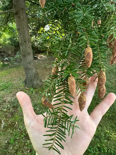 Carolina hemlock