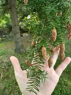 Carolina hemlock thumbnail 1