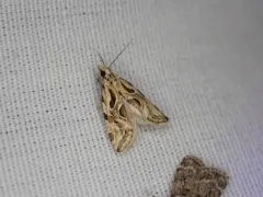 Aethes heleniana thumbnail 2