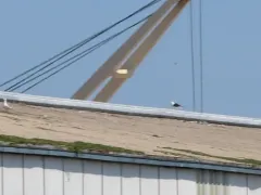 Kelp Gull thumbnail 3