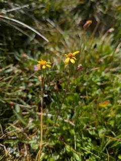 Buek's groundsel thumbnail 4