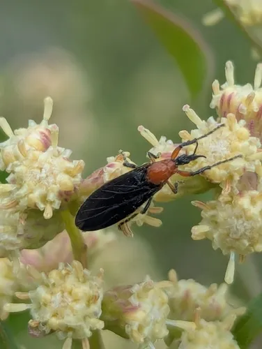 Dilophus spinipes