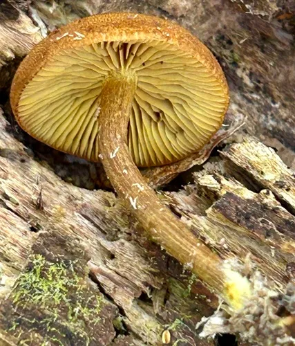 Phaeomarasmius proximans