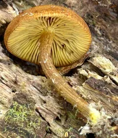 Phaeomarasmius proximans thumbnail 1