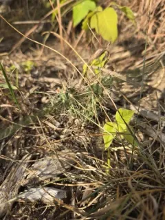 tree cholla thumbnail 1