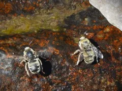 Anthophora occidentalis thumbnail 2
