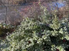 Japanese spindle tree thumbnail 2