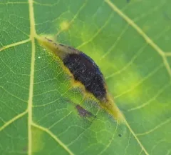Phylloxera caryaevenae thumbnail 2