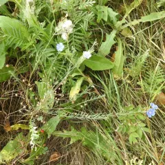perennial flax thumbnail 4