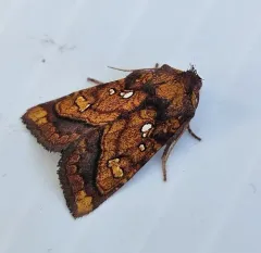 Columbine Borer Moth thumbnail 2