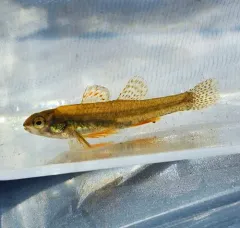 Least Darter thumbnail 2