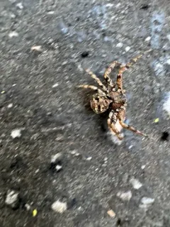 Multicolored Bark Crab Spider thumbnail 1
