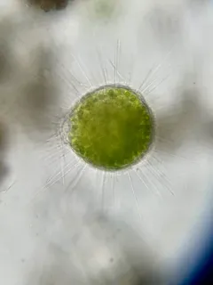 Acanthocystis turfacea thumbnail 3