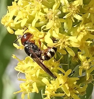 Eucerceris rubripes
