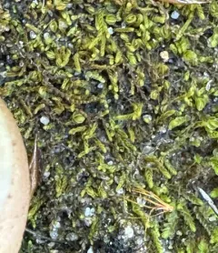 Crenulated Flapwort thumbnail 2