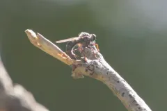 Neomochtherus piceus thumbnail 2