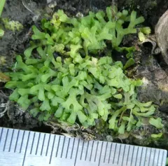 Pond Crystalwort thumbnail 1