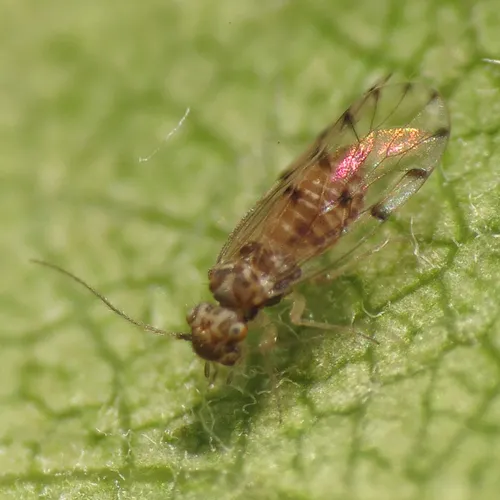 Ectopsocus californicus