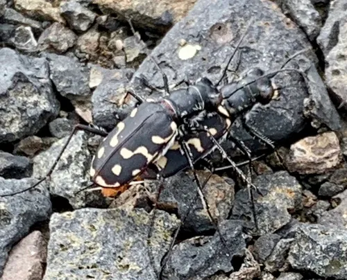 Wetsalts Tiger Beetle