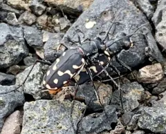 Wetsalts Tiger Beetle thumbnail 1