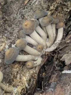 Attenuated Fieldcap thumbnail 4