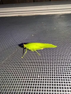 Modest Katydid thumbnail 2