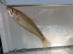 Brassy Minnow thumbnail 1