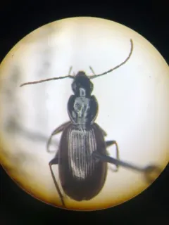 Gracious Ground Beetle thumbnail 3