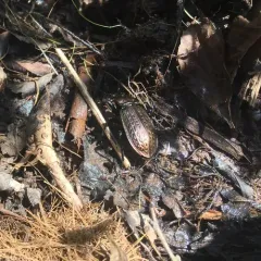 Granulated Ground Beetle thumbnail 2