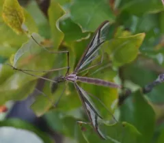Pedicia parvicellula thumbnail 3