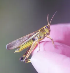 Striped Sedge Grasshopper thumbnail 4