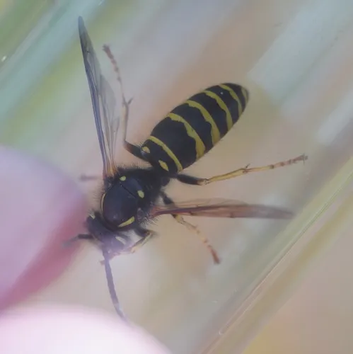 Cuckoo Yellowjacket