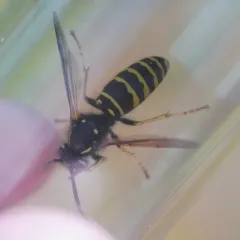 Cuckoo Yellowjacket thumbnail 1
