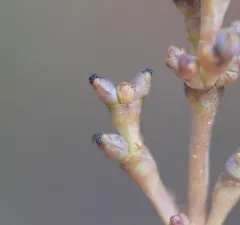 Dwarf Mistletoe Smut thumbnail 1