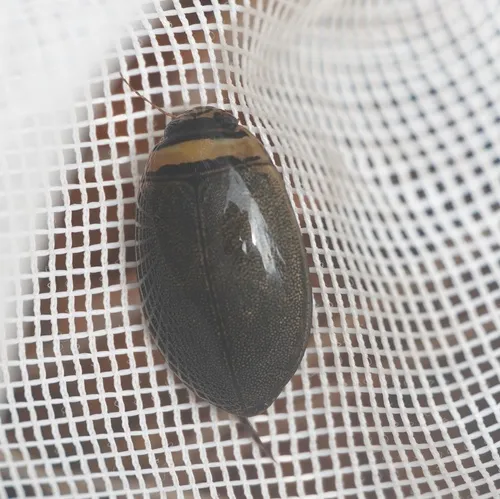 Graphoderus perplexus