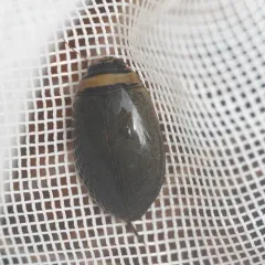 Graphoderus perplexus thumbnail 1