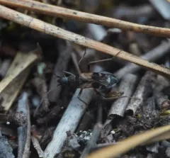 Ligyrocoris sylvestris thumbnail 2
