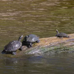 Ouachita Map Turtle thumbnail 2