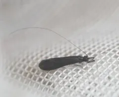 Mystacides alafimbriatus thumbnail 2