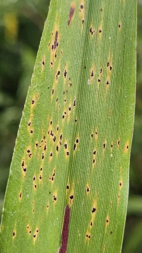 Phyllachora setariicola