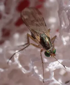Dolichopus cuprinus thumbnail 4