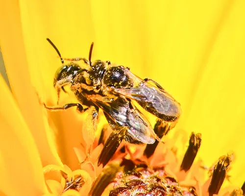 Protandrena albitarsis
