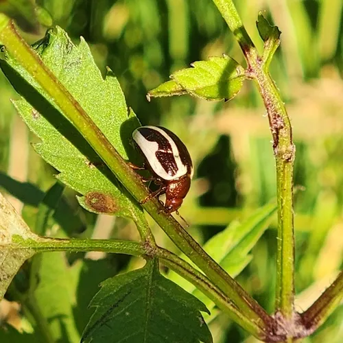 Bidentate Leaf Beetle