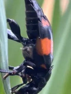 Lesser Vespillo Burying Beetle thumbnail 1